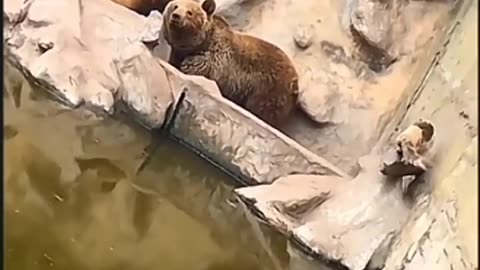 This Cat Entered A Bears Den And Almost Eat By Hungry Bears