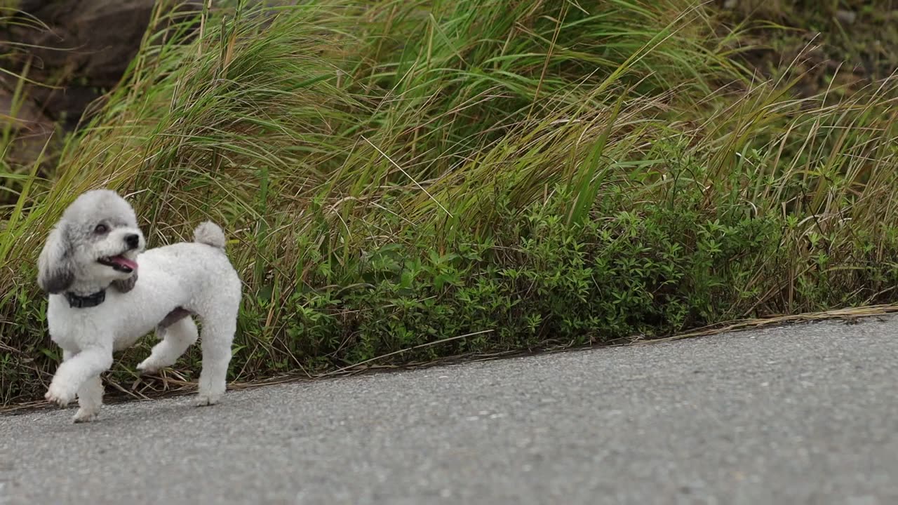 dog on the mountain
