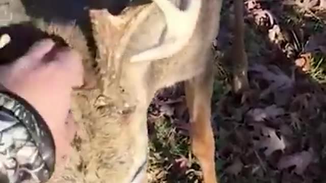 The deer fell in love with the hunter who came to catch him and approached him to pat his head.