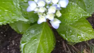 Hydrangea