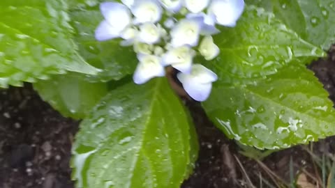 Hydrangea