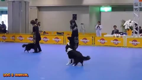 Most funny dog dancing video