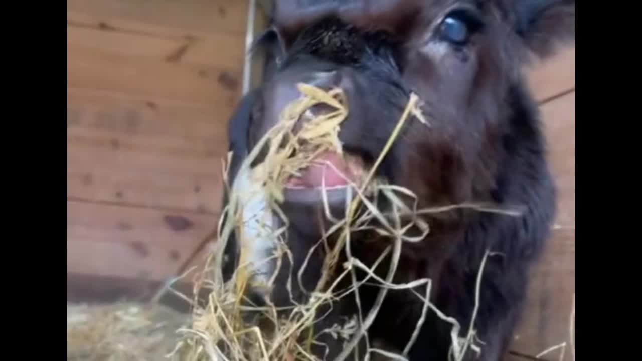 Cattle growing up in Africa