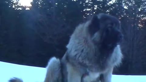 Dogs play in snow