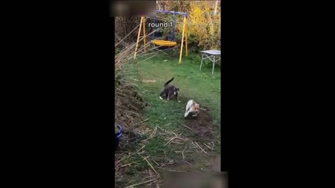 Little Puppy Saving His Life From Cute Cat 😃 😄 😁