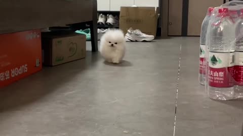 Fluffy Puppy Meets His New Favorite Toy Carrot!