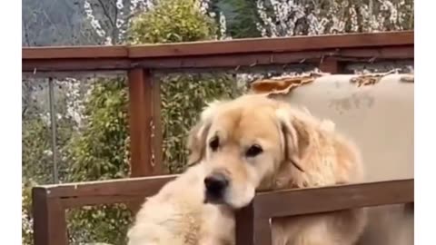 My dog says no