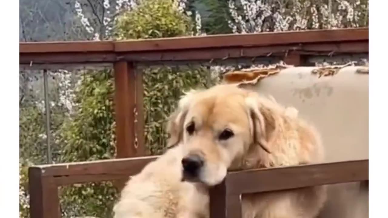 My dog says no