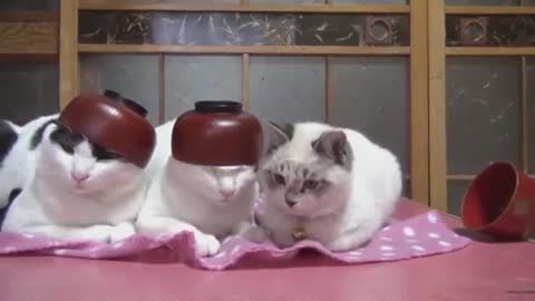 ТОПовые приколы с котами и кошками смешные коты и кошки лучшие приколы с котами и кошками