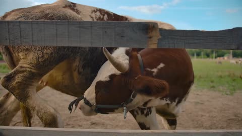 Dirty cow cleaning belly in enclosure