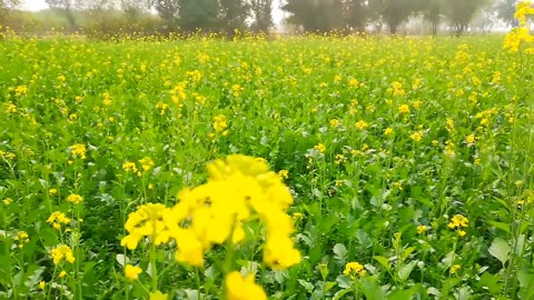 Village beautey//beuti flowers