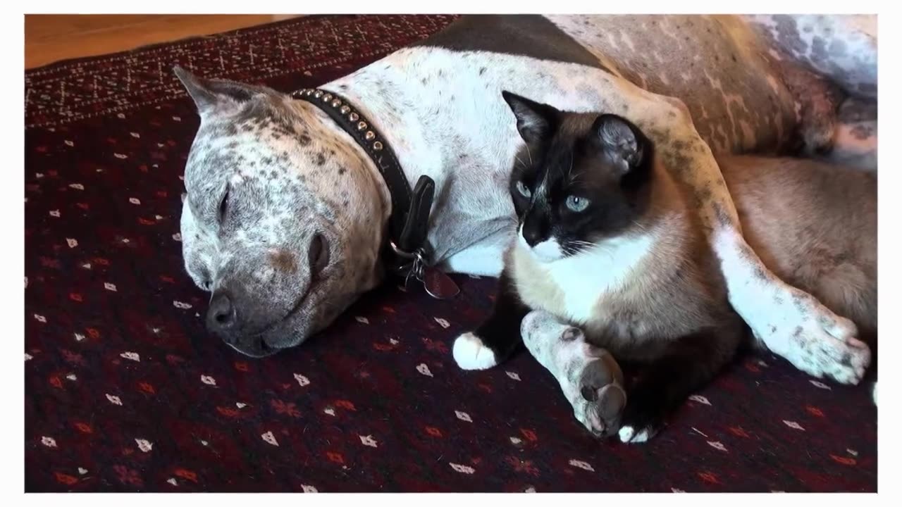 Snowshoe Cat 101 : Breed & Personality