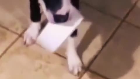 When Animals Are in Their Funniest Mood! 🐾😂
