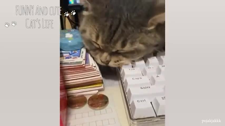 Bad Cats Club Funny Cats Video🤣