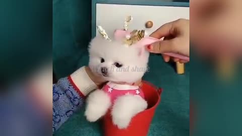 Cute pet babies, priceless moment with cute pet