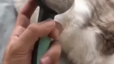 Cat - cat fur doll 🤭🤭