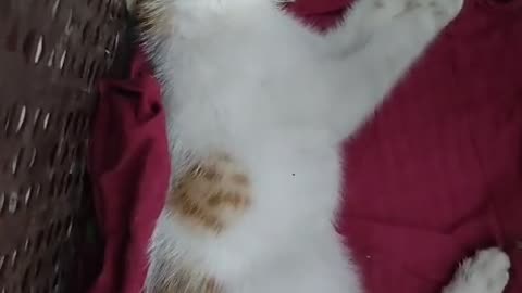 Critical Kitten