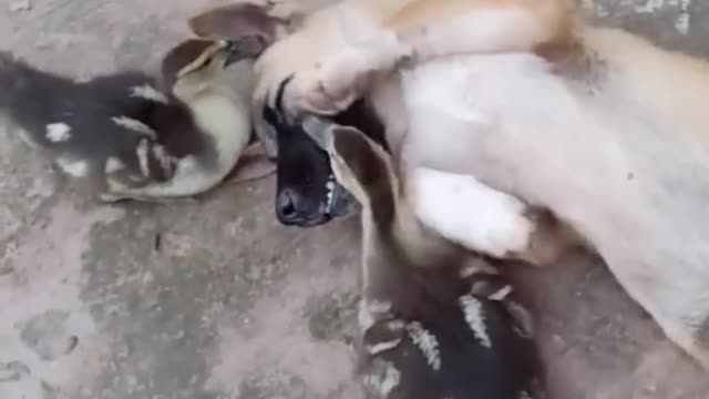 Funniest Cats and Dogs 🐱🐶 Part 05