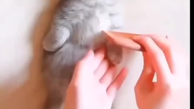Cute and funny kitten relaxing