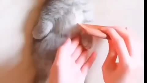 Cute and funny kitten relaxing