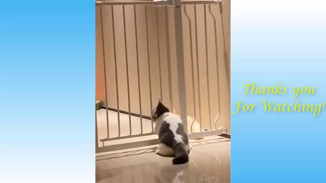 Top Funny Cat Video - TRY NOT TO LAUGH #1