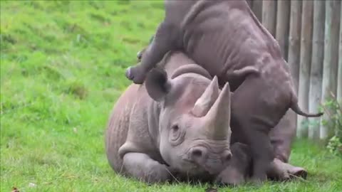 This baby rhino annoying his mother