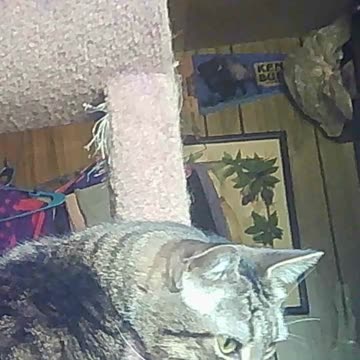 EA S89 - Curious But Lazy Biscuit