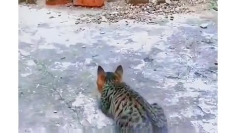 Cats funny moments part 1