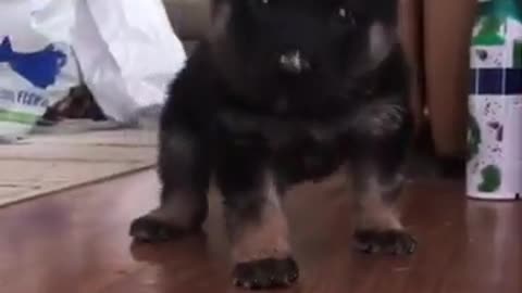 yt1s.com - So Cute Puppy Shorts pt29_360p