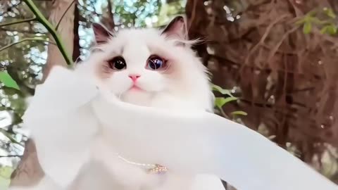 Nice Cat the world