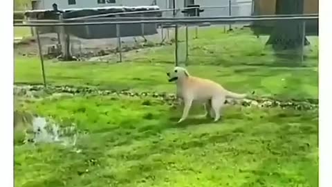 Epic Animal Fails Caught on Camera! 🐾📸🤣
