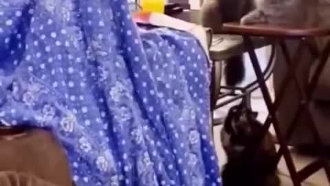 Funniest Cats and Dogs _ Funny Animal Videos @9