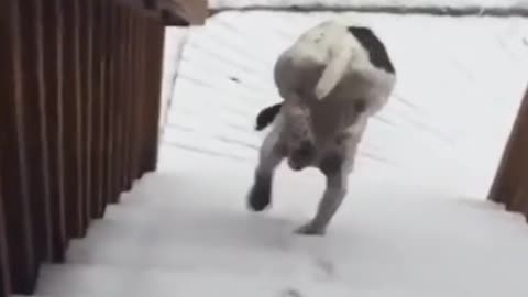 Try Not To Laugh Challenge - Funny Cat Dog Vines compilation