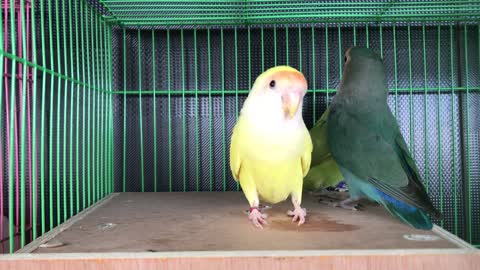BIRDS IN THE CAGE