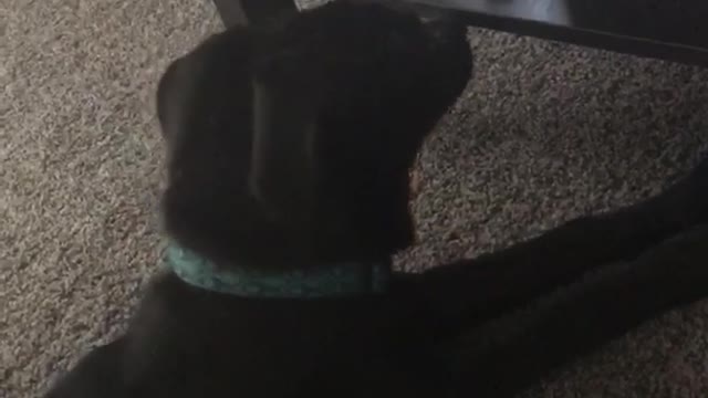 Dog yawns and cat hits it