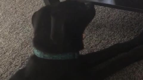 Dog yawns and cat hits it