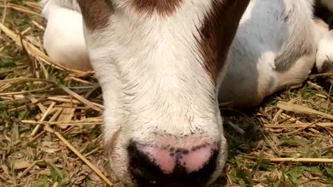 Cute cow cute cup