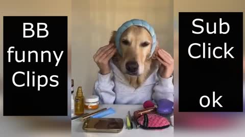 Dog Make up Perfect
