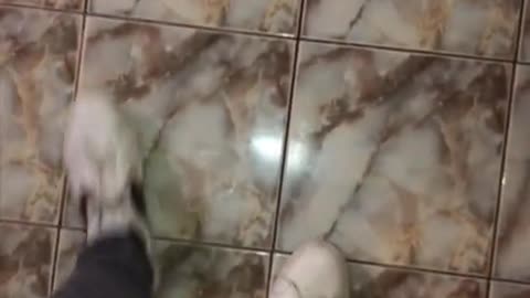 Hilarious Cat Playtime - Watch This Adorable Kitty in Action!