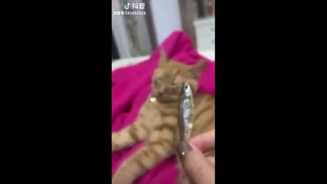 Look what these kittens are up to.