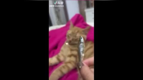 Look what these kittens are up to.