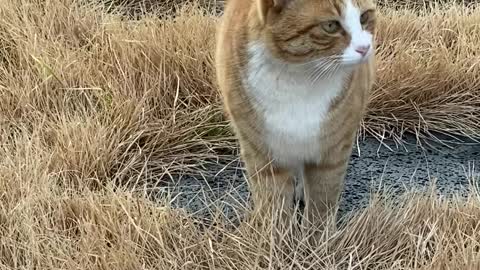 a dogcat