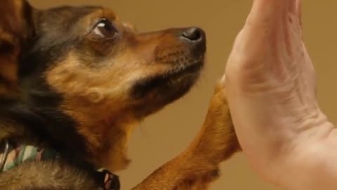 Dogs Training Video | Pets Training Videos | DOGS AND CAT TRAINING