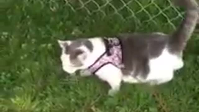 Kitty Walks On Harness