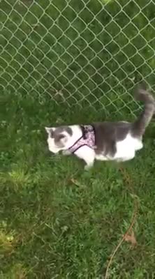 Kitty Walks On Harness