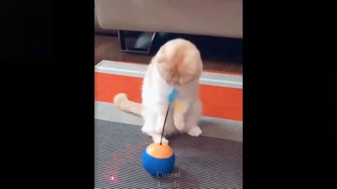 cute and funny pets try not to laugh /1