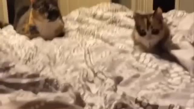 Best Of Funny Cats