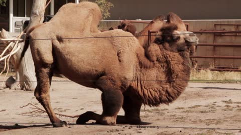 Camel at the Zoo