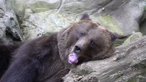 Lovely Sleepy Bear Yawning