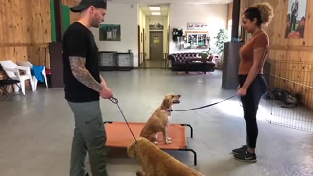 simple way to make your dog aggressive